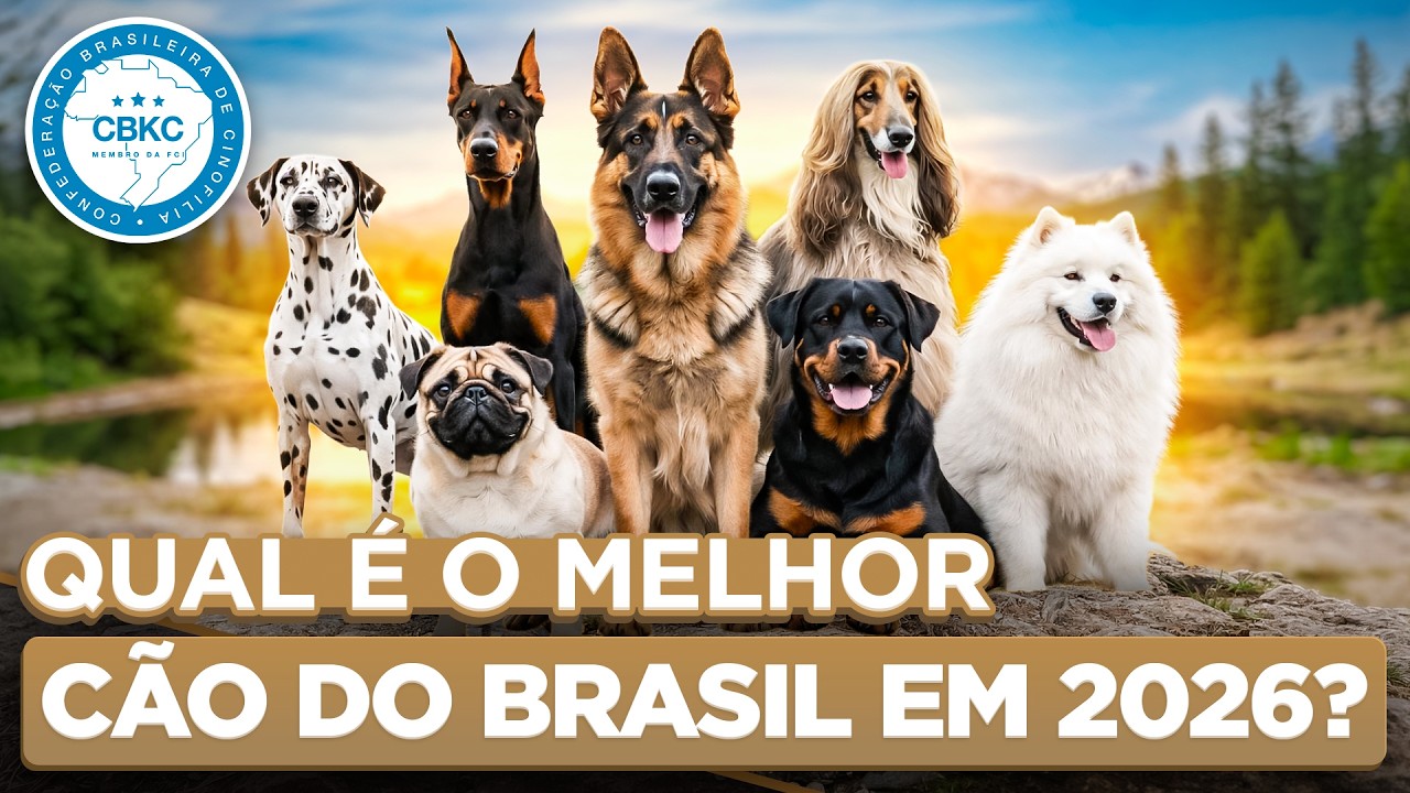 Top 10 Melhores Cães do Brasil 🏆 Ranking CBKC 2025 | Cinofilia Digital