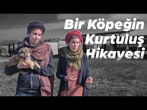 sakarya'da-bir-köpeğin-kurtuluş-hikayesi!