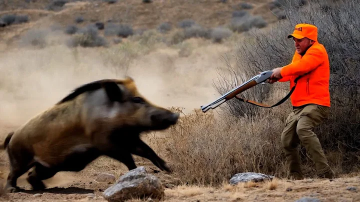 Hunting Wild Boar -Season :2025 || KARRIAT BA MHAMED -MOROCCO  :PART 8