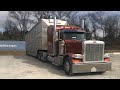 42. Hauling Cattle in Bub’s Peterbilt 389