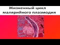 Жизненный цикл малярийного плазмодия. Вот почему с ним так трудно бороться