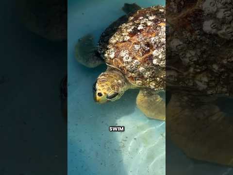 Barnacles Removal Turtle!