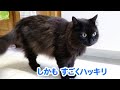 【しゃべる猫】猫が人間の名前を日本語で呼ぶ様子【しおちゃん】