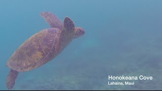 Swimming with the Turtles
Allison, Ron and I snorkeled this morning in Honokeana Cove just outside our condo in Maui. Weve snorkeled here several times and have never been disappointed - we always see turtles in this cove. They are majestic creatures that seem to carry wisdom. Heres a small sample of our excursion. Swimming with the Turtles