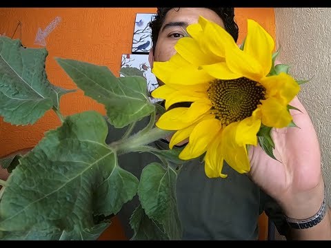 CUIDADOS DEL GIRASOL 🌻#153