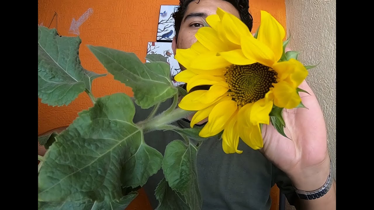 CUIDADOS DEL GIRASOL 🌻#153