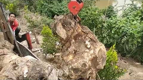 Cần cẩu UNIC 360turbo, cẩu gốc cây nhịp nhàng kỹ thuật.