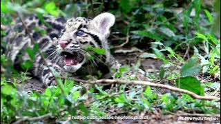 SisHew 1_CBL_Video_C_Kelompok 5