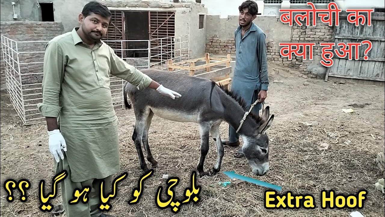 Hoof trimming in Donkey Extra Hoof in Donkey Dr Mohsin YouTube