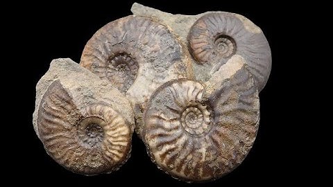 Ammonite Graphoceras Fossil Preparation Bradfordensis/Concavum Zone