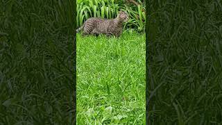 Max doesn't understand why everything is wet, it rained #cutecat #aventurasanimales