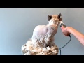 Best way to shave your Himalayan cat!! の動画、YouTube動画。