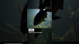 Pacu. Nip on the little butt