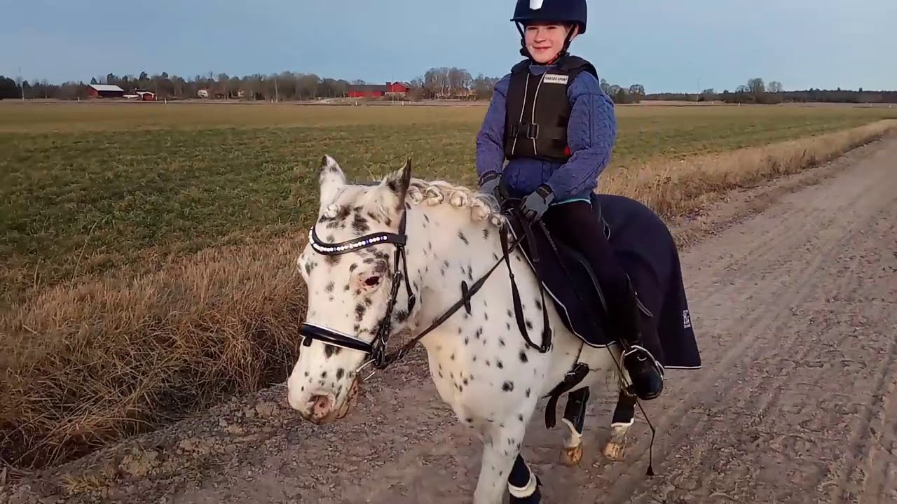 Vinterkurs Dressyrdag // Wintercamp Dressage British Spotted Pony
