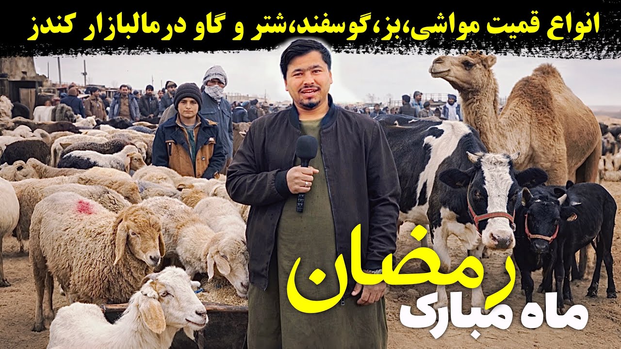 قیمت انواع مواشی در کندز؛ بز، گوسفند، شتر و گاو در روز های رمضان@