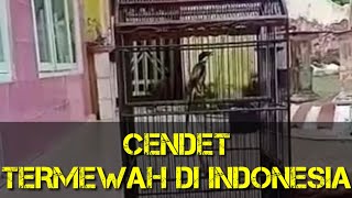 CENDET TERMEWAH, Hanya satu di INDONESIA