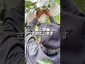 農家の印象を是非教えてください#トマト #熊本 #農家