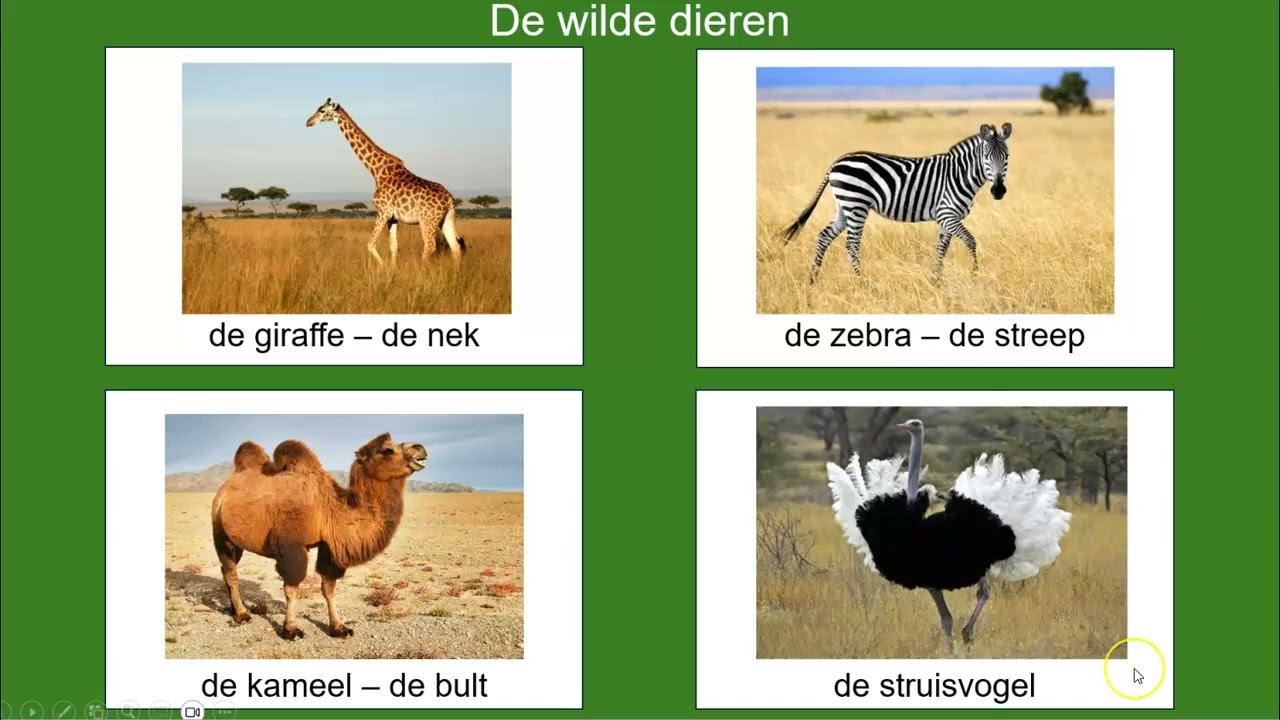 Natuur NT2 de wilde dieren