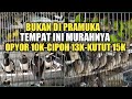 JUAL BURUNG MURAH,SIRTU 13K, PERKUTUT 15K, FLAMBOYAN 15K,OPIYOR 10K, CUMAN ADA DI TEMPAT ABADI BIRD