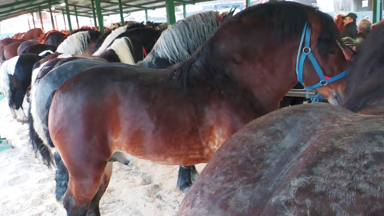 Târg expozițional de cai Skaryszew - Polonia 10 Martie 2025 ep.4