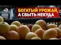 На богатом урожае не всегда богатым станешь