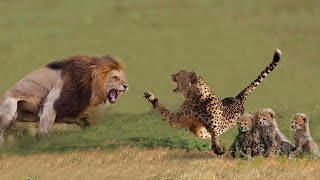 Cheetah Mom Protects Cubs from Male Lion | Animals Save Another Animals