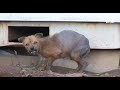 A Dog Who Was Severely Burned On His Back Doesn't Trust Humans Anymore.. | Kritter Klub