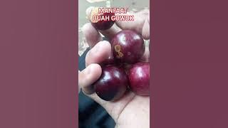 MANFAAT BUAH GOWOK UNTUK KESEHATAN #motivasi #kehidupan #kesehatan #tipssehat #herbal
