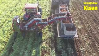 विदेशों में गाजर की कटाई carrots farming