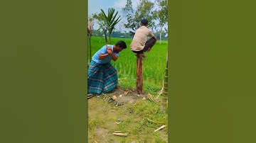 A boy is sitting on a banana tree and another boy is cutting a banana tree #tiktok #funny #cats