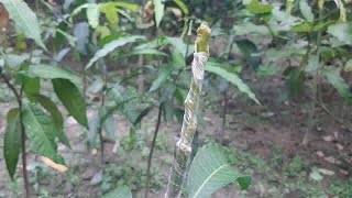 বিযুক্ত জোড় কলম (ক্লেফট গ্রাফটিং) । আমের ক্লেফট গ্রাফটিং করার পদ্ধতি। Cleft grafting in mango.