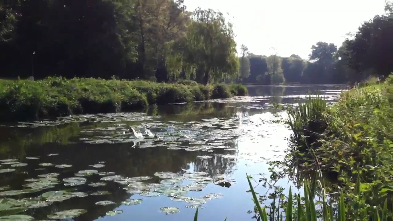 Carp spawning stoneham lakes Eastleigh YouTube