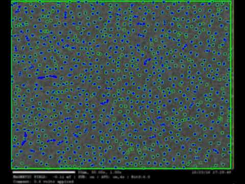 Use case R&D : Studying skyrmions dynamic using TRACK, the detection and tracking software