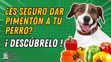 ¿Pueden comer pimientos los perros?