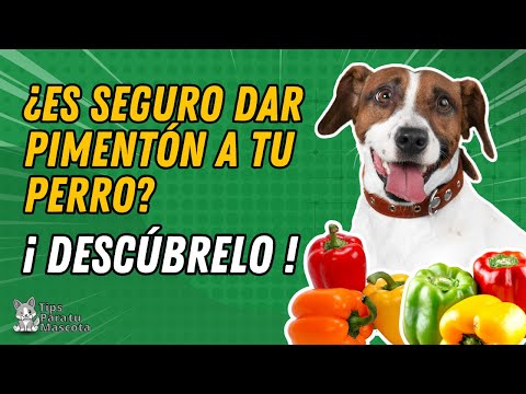 Video: ¿Pueden los perros comer pimientos?
