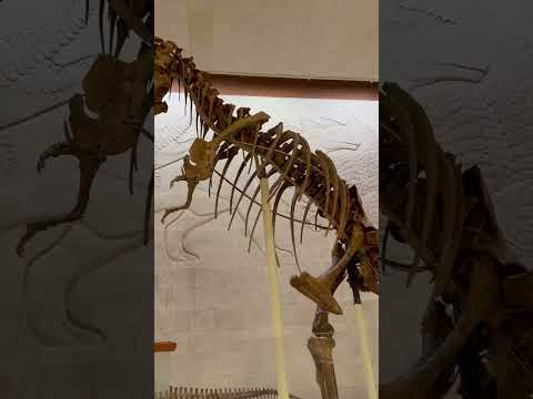 Video: Okostja dinozavrov. Muzeji z okostji dinozavrov