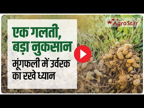 मूंगफली की फसल में उर्वरक प्रबंधन!  #agrostar #helpingfarmerswin #farmer #groundnut - मूंगफली की फसल में उर्वरक प्रबंधन!  #agrostar #helpingfarmerswin #farmer #groundnut