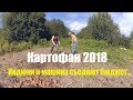 Машина и индюки сжирают весь бюджет // Форсируем картофан - урожай 2018