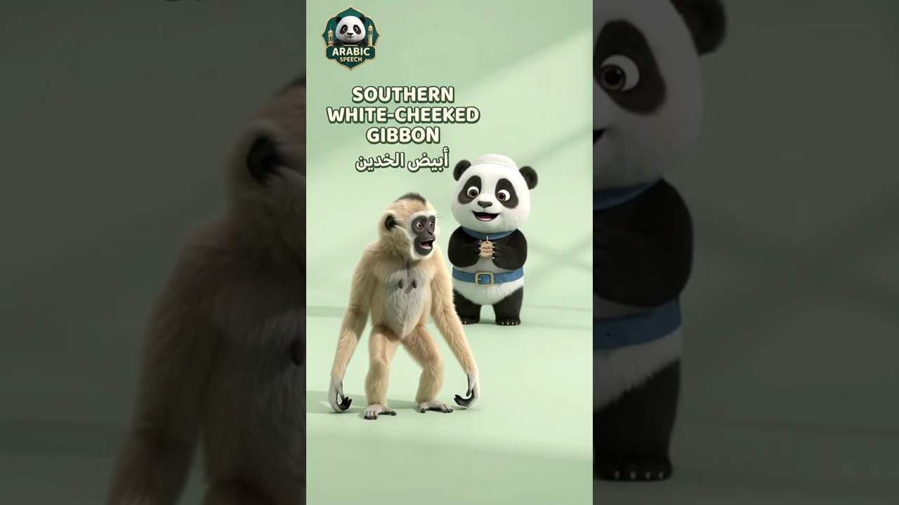 Meet 12 Gibbon Species in Arabic with Baby Panda 🐼 | Learn Animal Names | ARABIC SPEECH #shorts