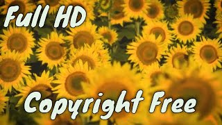 Bees Feeding On A Sunflowers Field | Copyright Free Stock Footage | Full HD