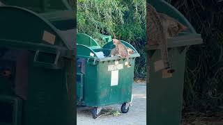 “Not trash… it’s CAT BUSINESS TIME 🐱🗑️💼” #cat #cute 