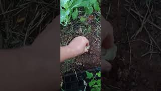 Plantando cebola e cenoura da própria hortaliça #agronomoonline
