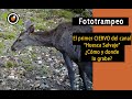 Fototrampeo. El primer ciervo (Cervus elaphus) del canal. ¿Cómo y donde lo grabe? Cámara trampa