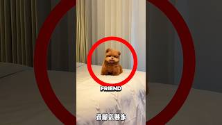 The Cutest Puppy Moment You’ll See Today