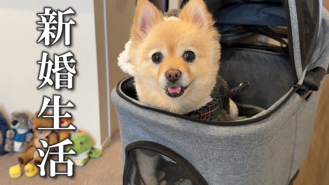 新婚夫婦と愛犬の休日デートはこちら！