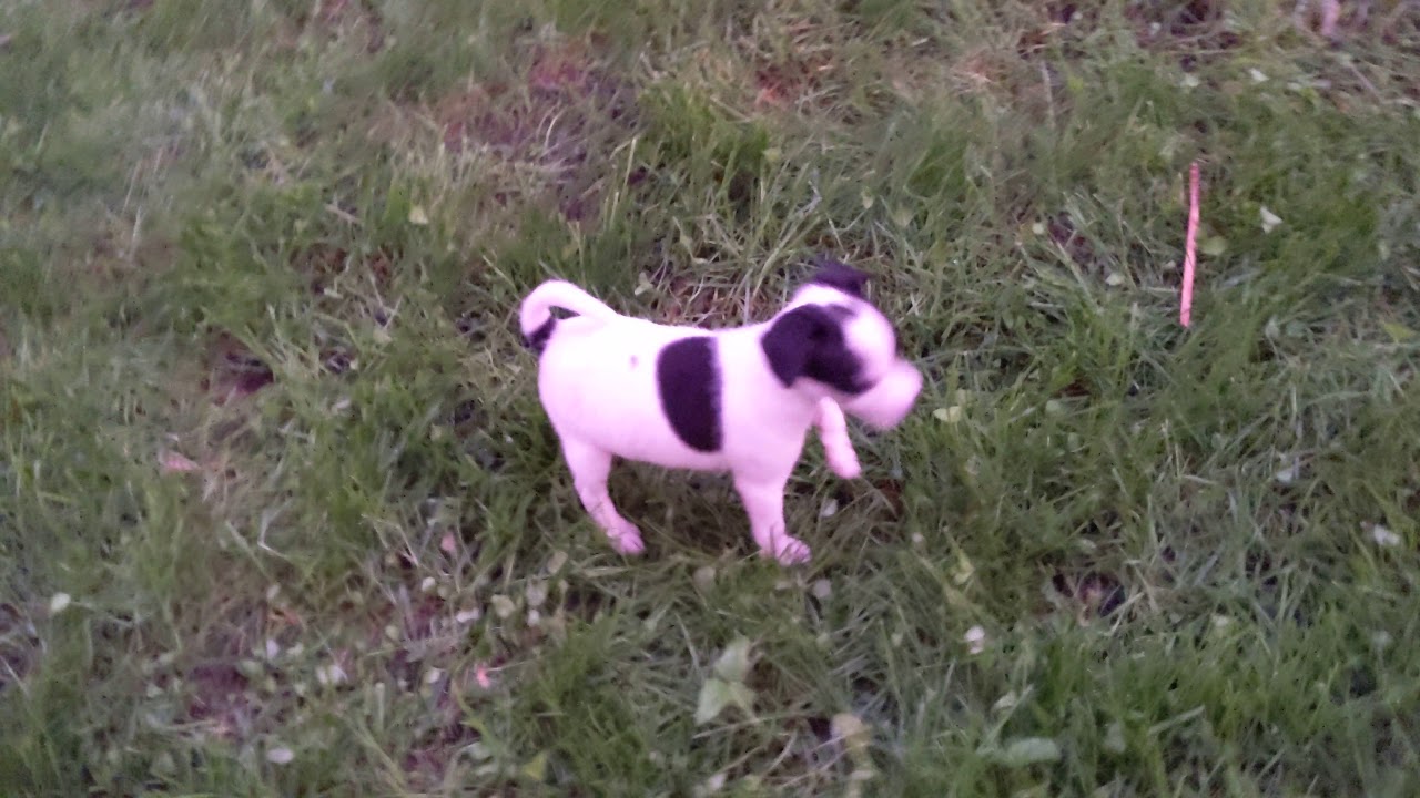 Bouncy puppy YouTube