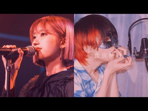 【Carnivorous Plant】DAZBEE x Chogakusei covers mashup