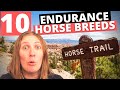 Top 10 Endurance Horse Breeds of the World