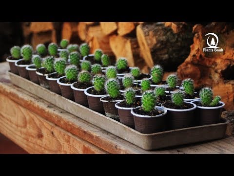 Cactus seeds after four months of Growing