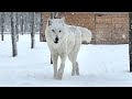 Королева Арктике в парке Северных Волков 🐺 BCW или BBC ⁉️ что лучше⁉️‼️